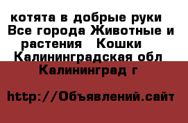 котята в добрые руки - Все города Животные и растения » Кошки   . Калининградская обл.,Калининград г.